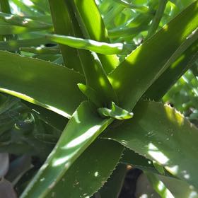 Photo of the plant species Portuguese Squill by @RadFigopuntia named Peter Parker on Greg, the plant care app