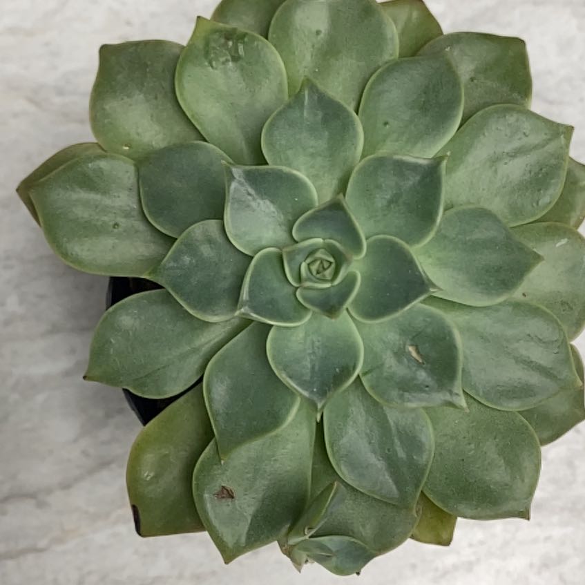 Top view of a Taciveria 'Tasha' succulent with rosette-shaped leaves.