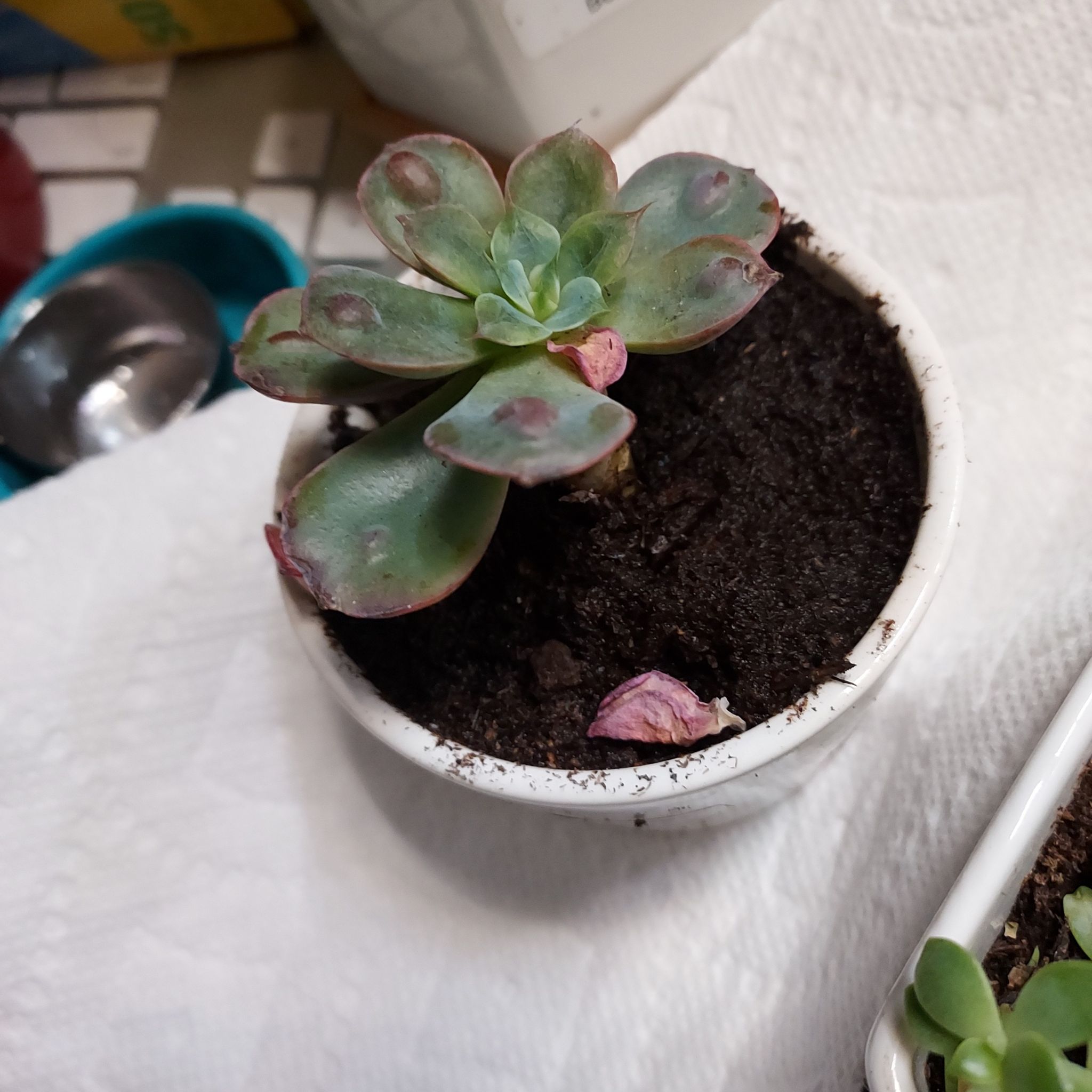 Ja (Echeveria Raindrop Rare)