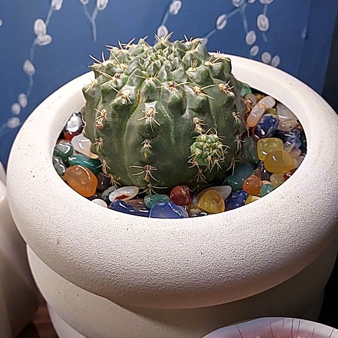 Photo of the plant species Chin Cactus by @WolfK named Zion (*) Gymnocaly baldianum on Greg, the plant care app