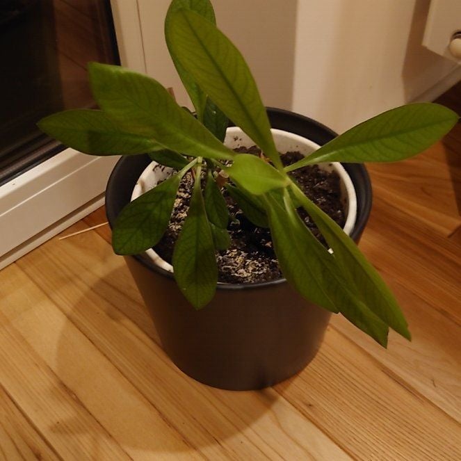 Photo of the plant species Euphorbia bicompacta by @SwiftKatsura named Trujak on Greg, the plant care app