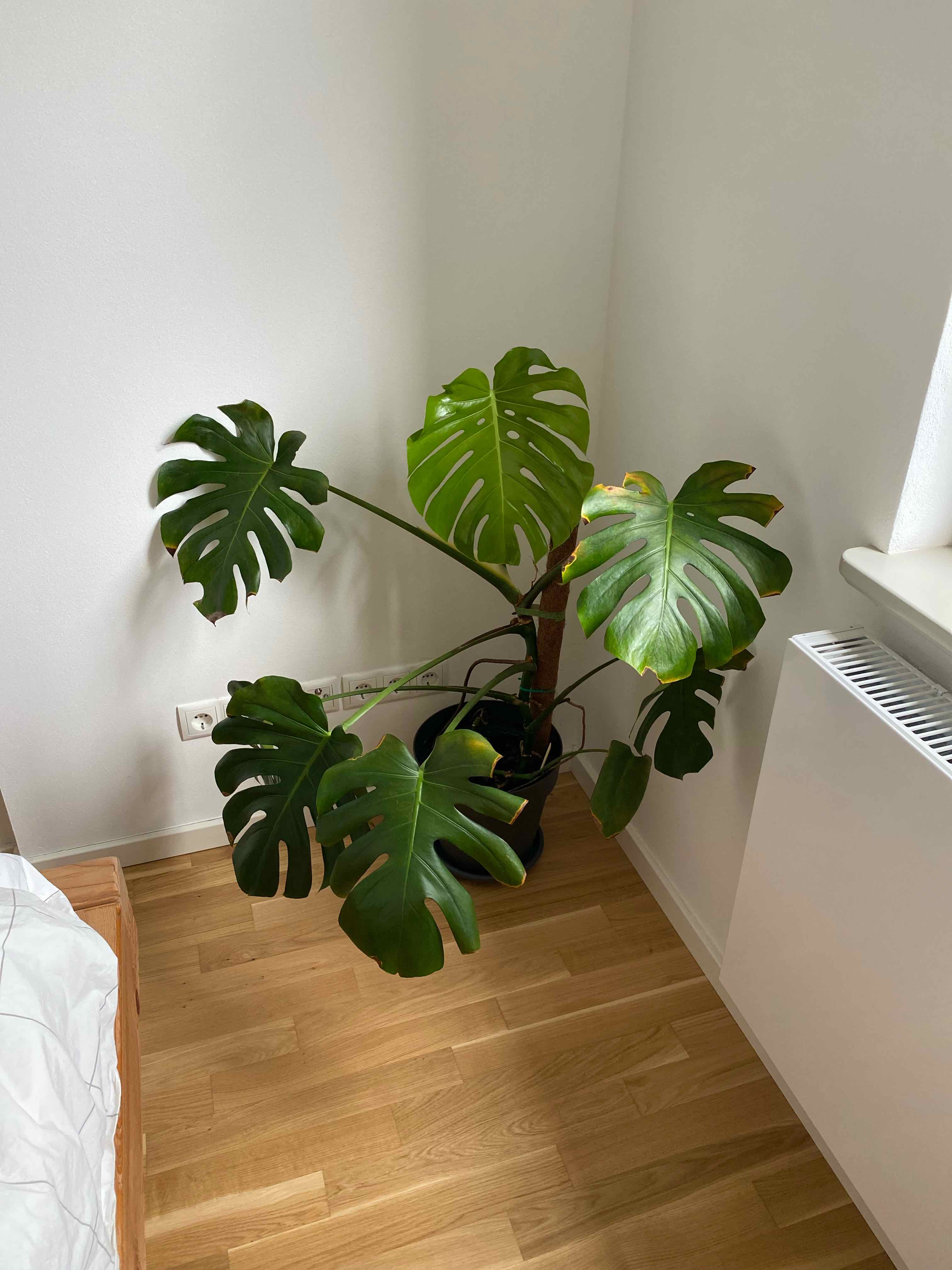 Monstera plant photo by Thu-hong named Bigleaf Smalls on Greg, the plant care app.