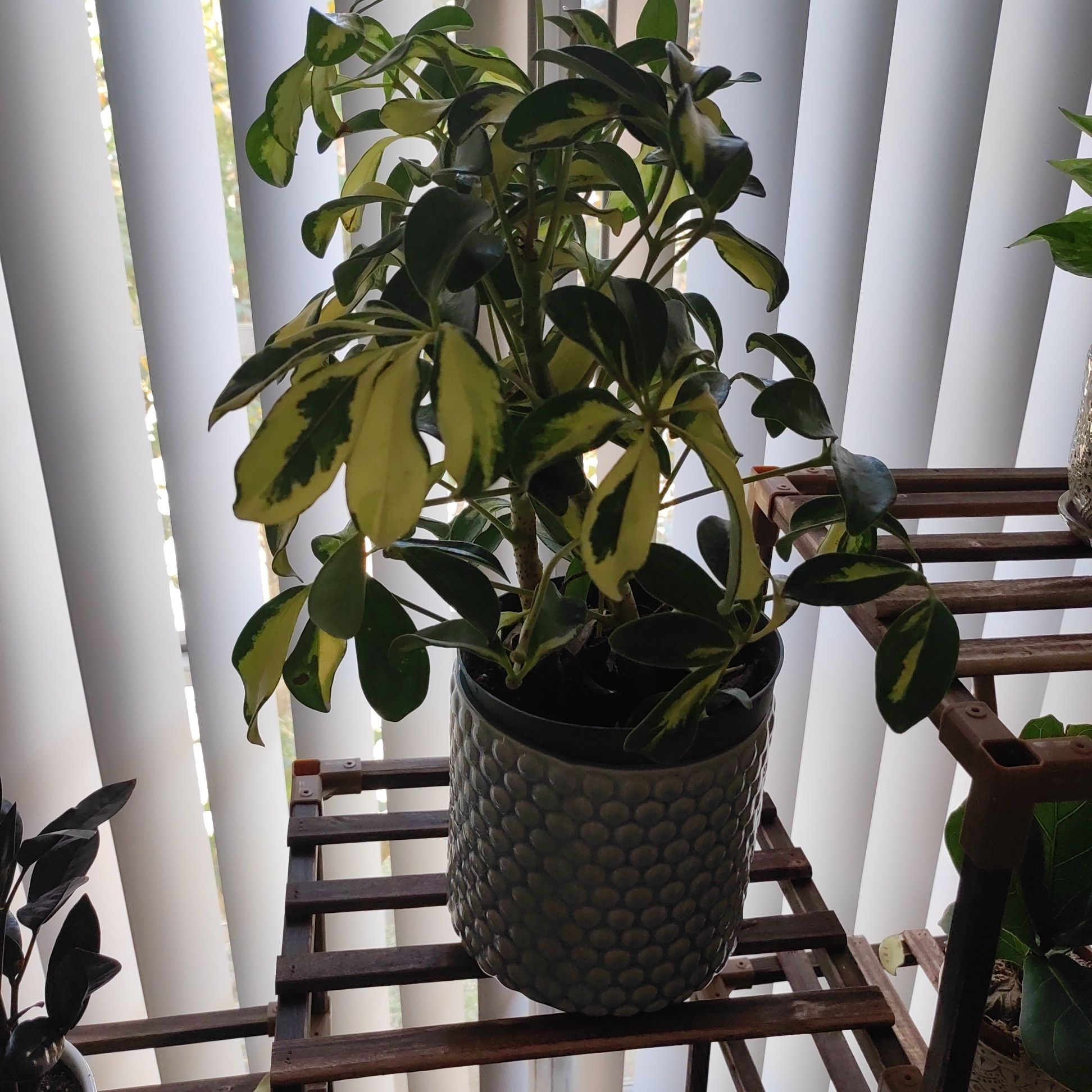 Variegated Dwarf Umbrella Tree in a pot with green and yellow leaves, placed on a wooden stand.