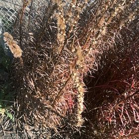 Photo of the plant species Plains Gayfeather by @ZealfulOricad named Homer on Greg, the plant care app
