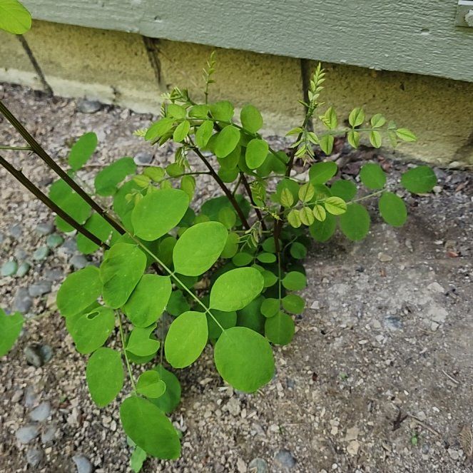 Photo of the plant species False Acacia by @ZestBogbean named Fernie Mac on Greg, the plant care app