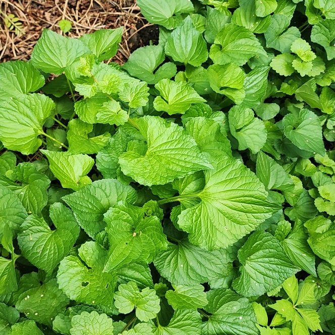 Photo of the plant species Common Blue Violet by @ZestBogbean named Austen on Greg, the plant care app