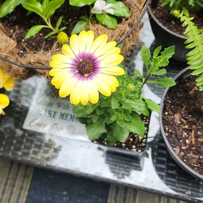 Photo of the plant species Marigold by @ZestBogbean named Tree Diddy on Greg, the plant care app