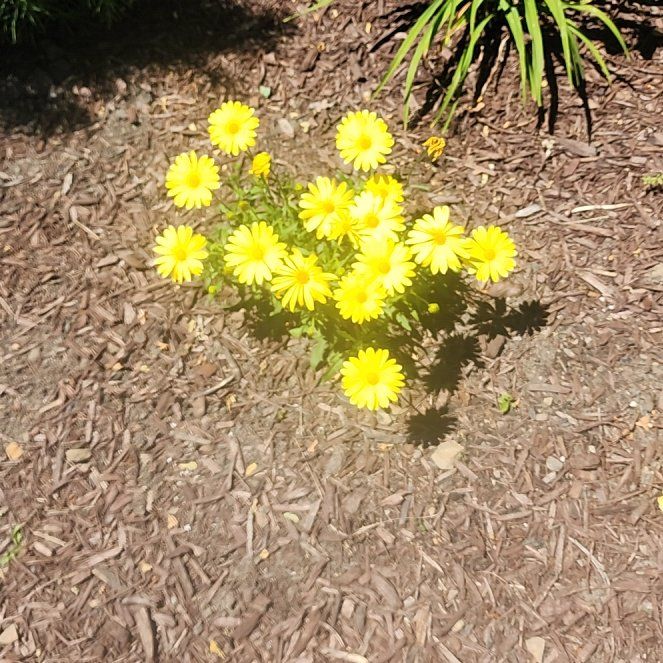 Photo of the plant species Crown Daisy by @ZestBogbean named Queen on Greg, the plant care app