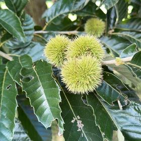 Photo of the plant species Spanish Chestnut by @MajorDevilsivy named Xena on Greg, the plant care app