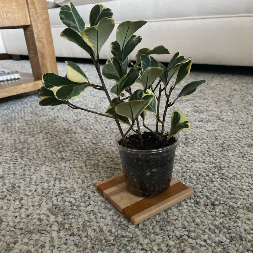 Photo of the plant species Variegated Heart Leaf Ficus by @DecorousCobnut named Gobi on Greg, the plant care app