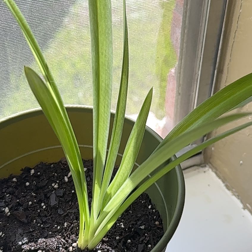 Potted Hawaiian Spider Plant with healthy green leaves and visible soil.