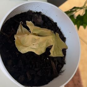 Photo of the plant species Syngonium Green by @ChummyHeather named Kylie on Greg, the plant care app