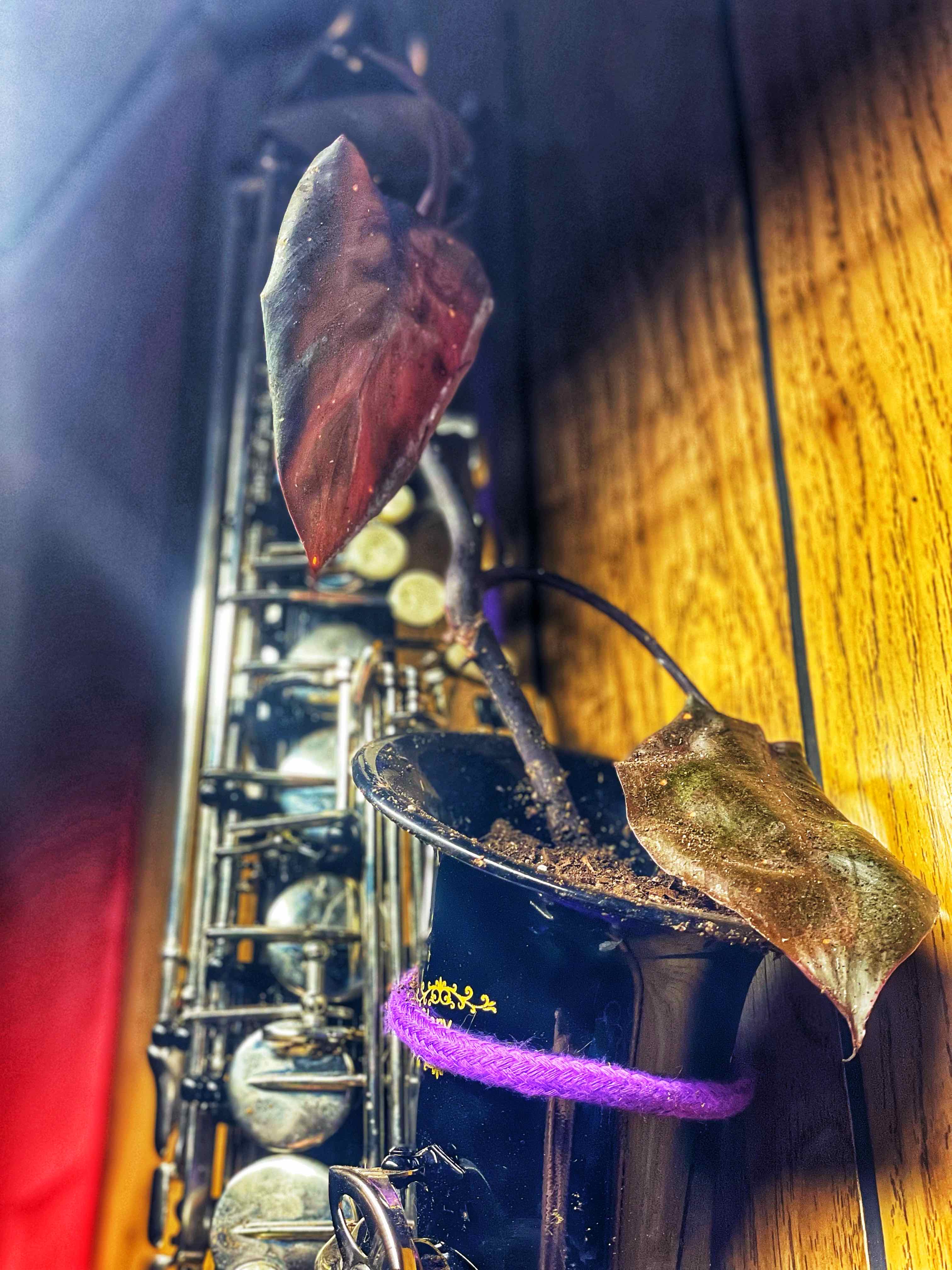 Royal Queen Philodendron with browning leaves in a pot on a musical instrument.