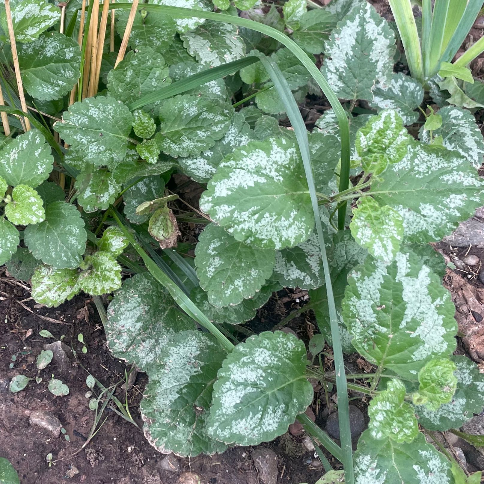 Yellow Archangel plant with green leaves and silvery-white markings growing in soil.