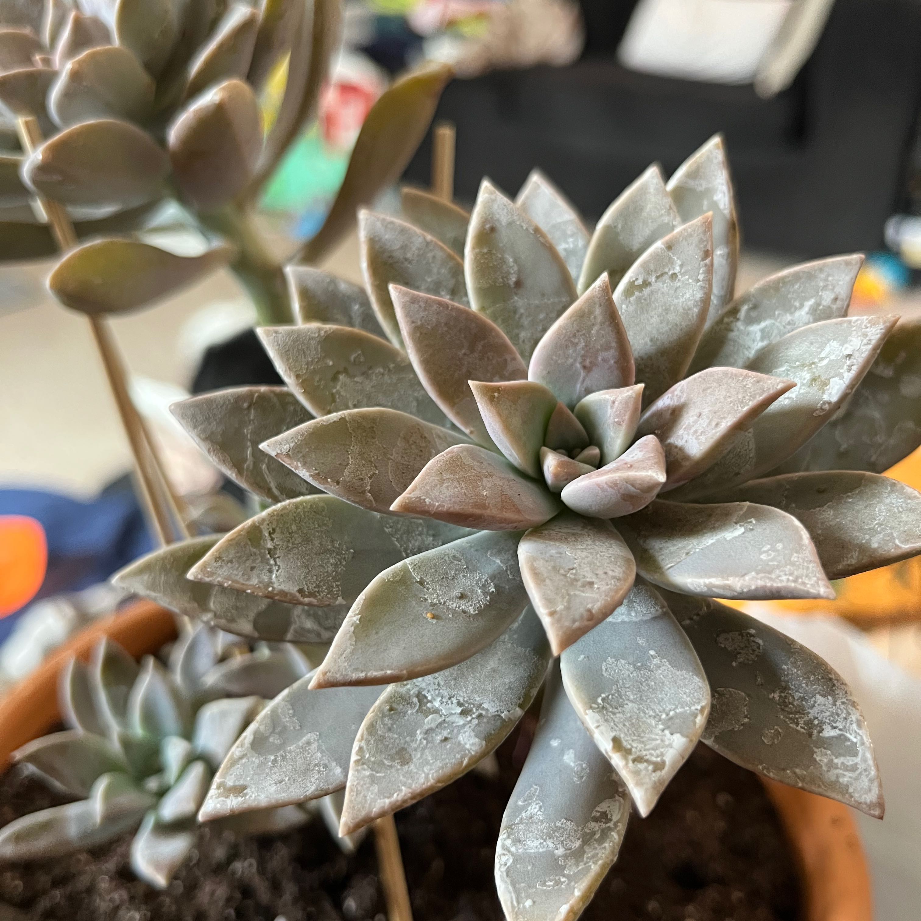 Photo of the plant species Echeveria 'Moranii' by @JaxersGrammy named Morton on Greg, the plant care app