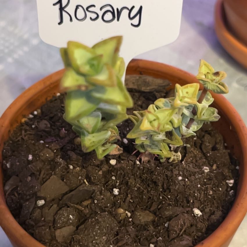 Photo of the plant species Rosary Vine by @JaxersGrammy named Rosie on Greg, the plant care app