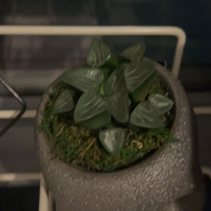 Photo of the plant species Haworthia pygmaea by @SacredBarley named Skully on Greg, the plant care app