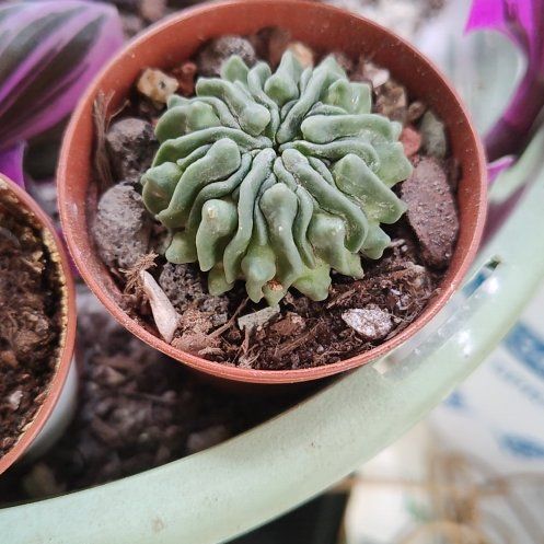 Photo of the plant species Brain Cactus by @DivineCebenese named Marilyn on Greg, the plant care app