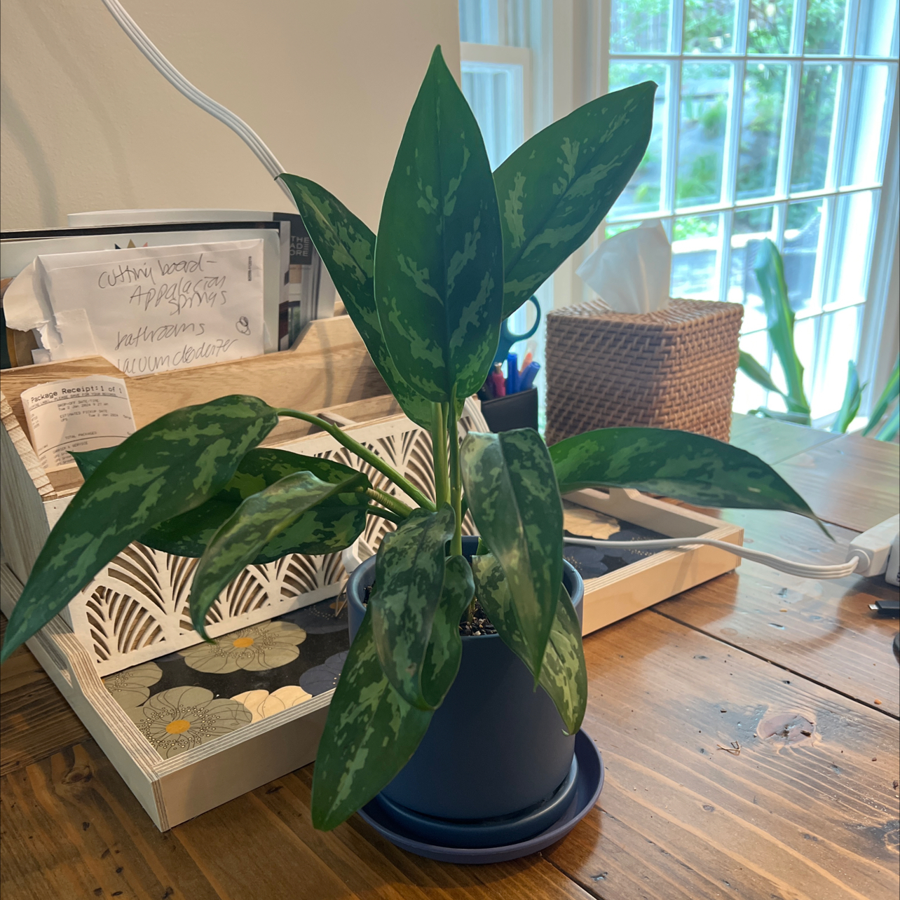 Aglaonema 'Emerald Beauty' plant in a blue pot on a wooden table with a window in the background.