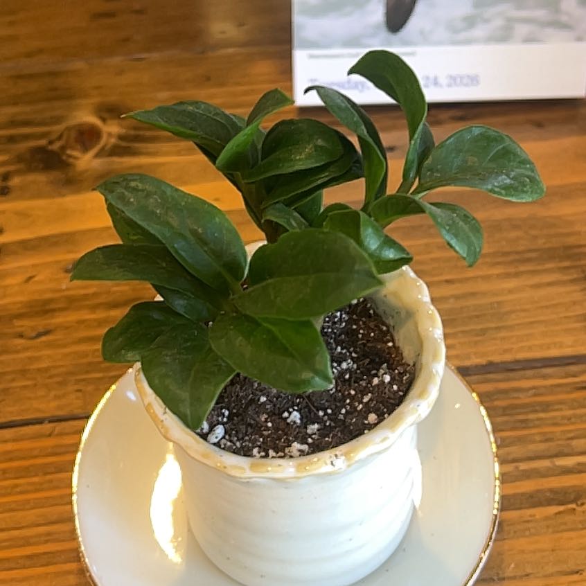 Photo of the plant species ZZ Zenzi by @GrnGrl named Curie on Greg, the plant care app