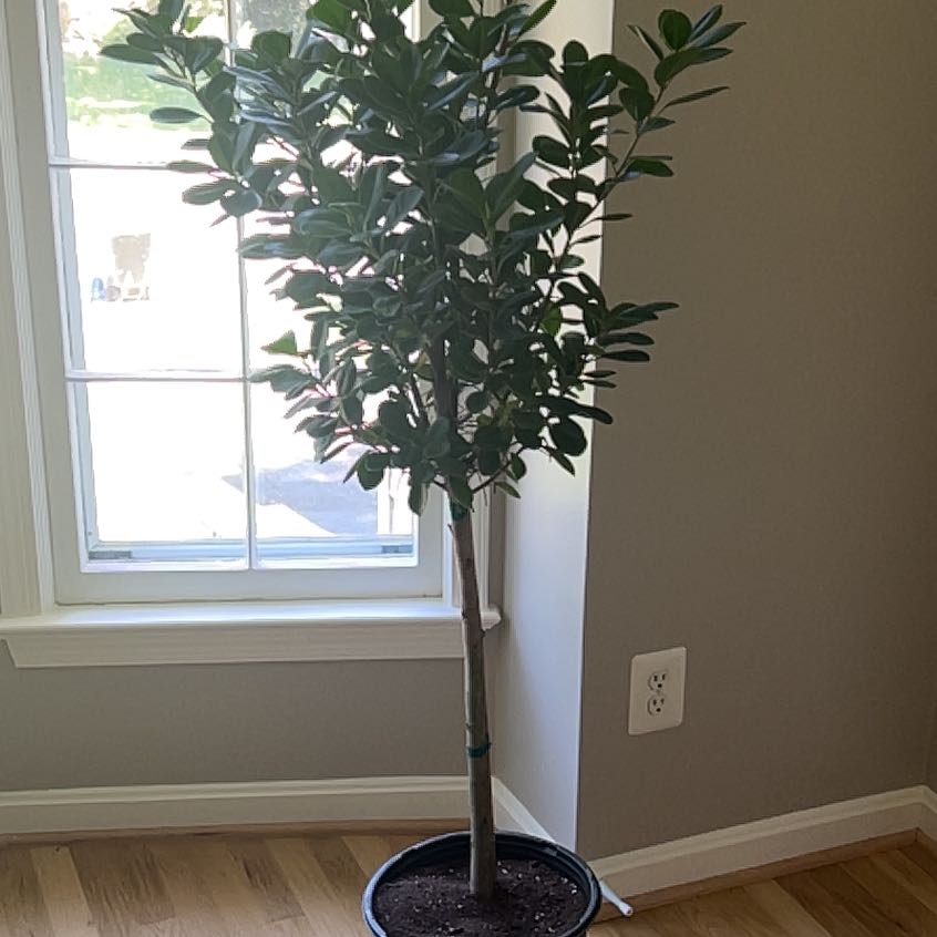 Photo of the plant species Ficus Moclame by @GrnGrl named Alice on Greg, the plant care app