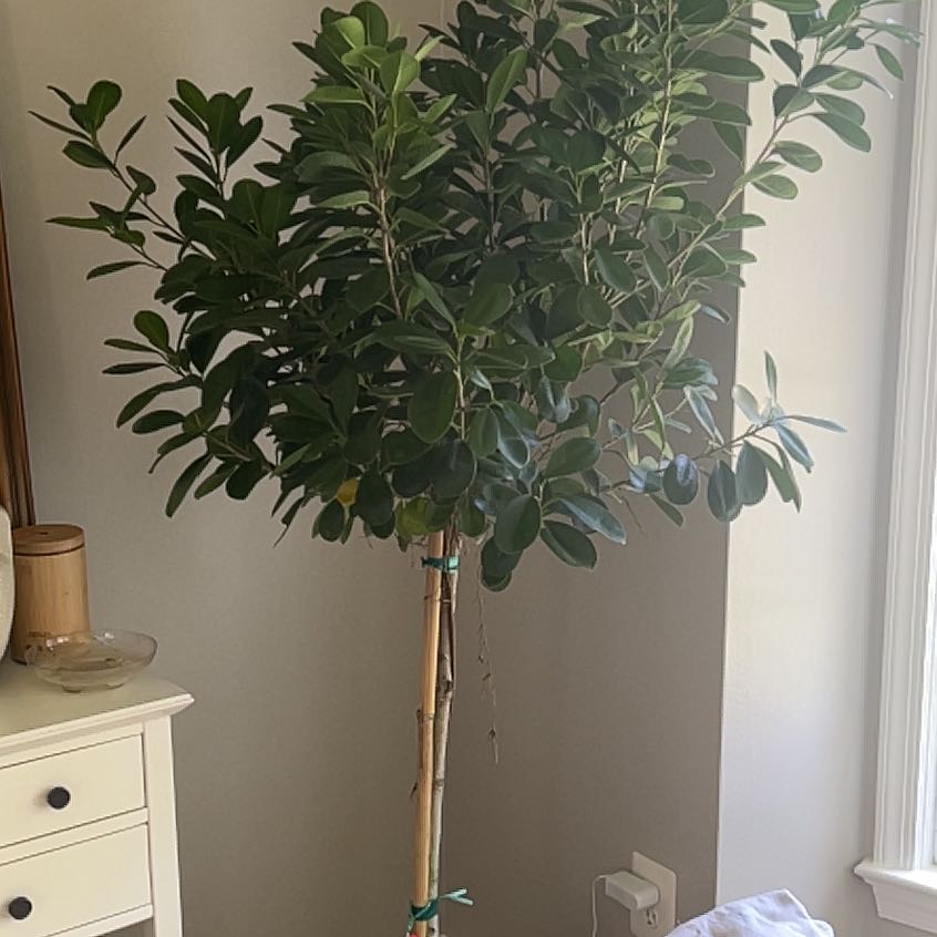 Photo of the plant species Ficus Moclame by @GrnGrl named Lola on Greg, the plant care app