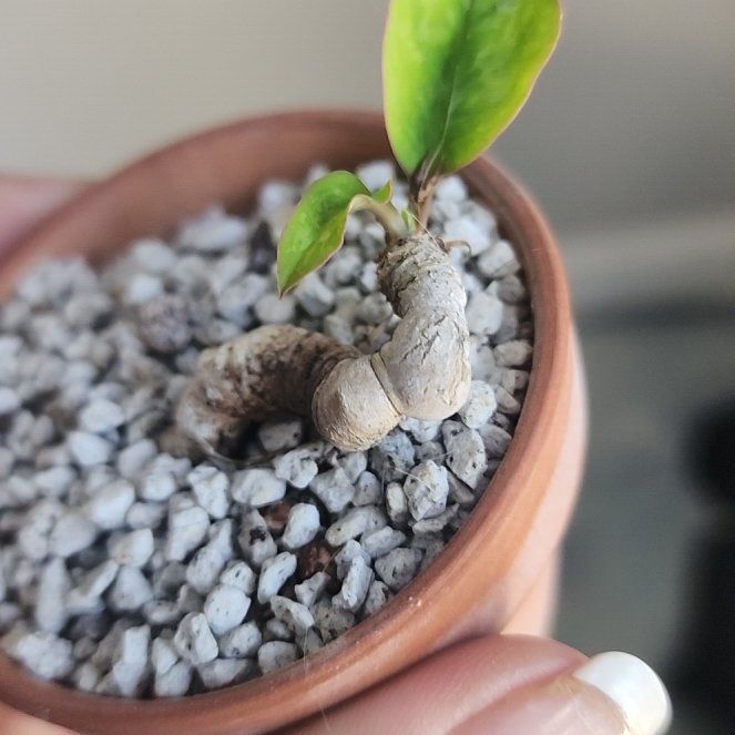 Photo of the plant species Euphorbia Moratii by @ModelCuplichen named Delilah on Greg, the plant care app
