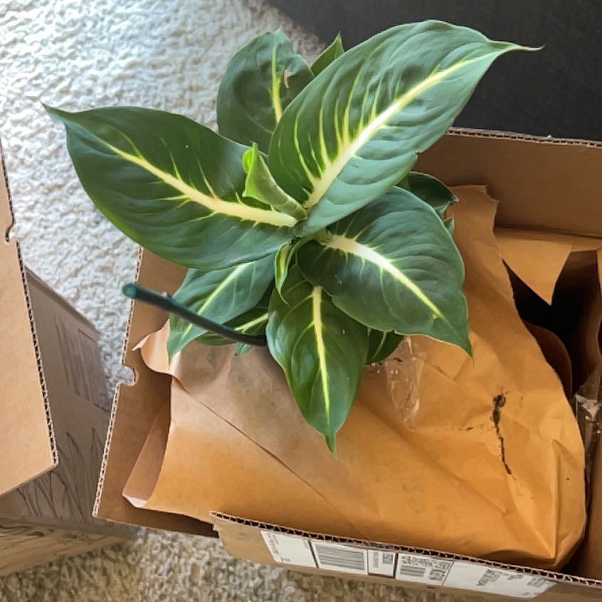 Dieffenbachia 'Memoria Corsii' plant with healthy green and white variegated leaves.