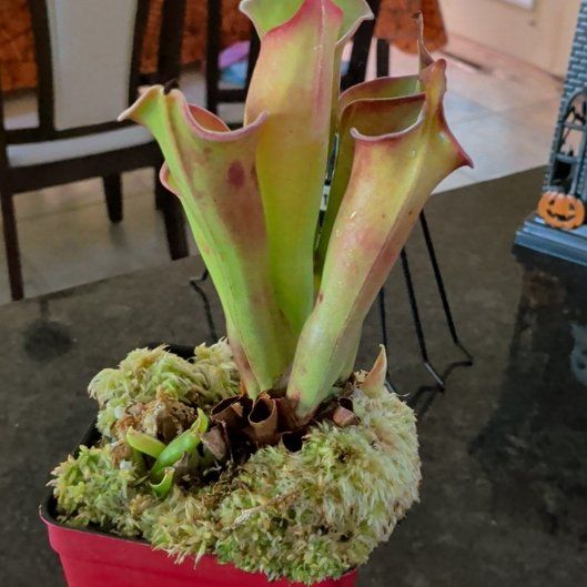 Photo of the plant species Heliamphora tatei var. tatei by @ClementRhubarb named Achilles on Greg, the plant care app