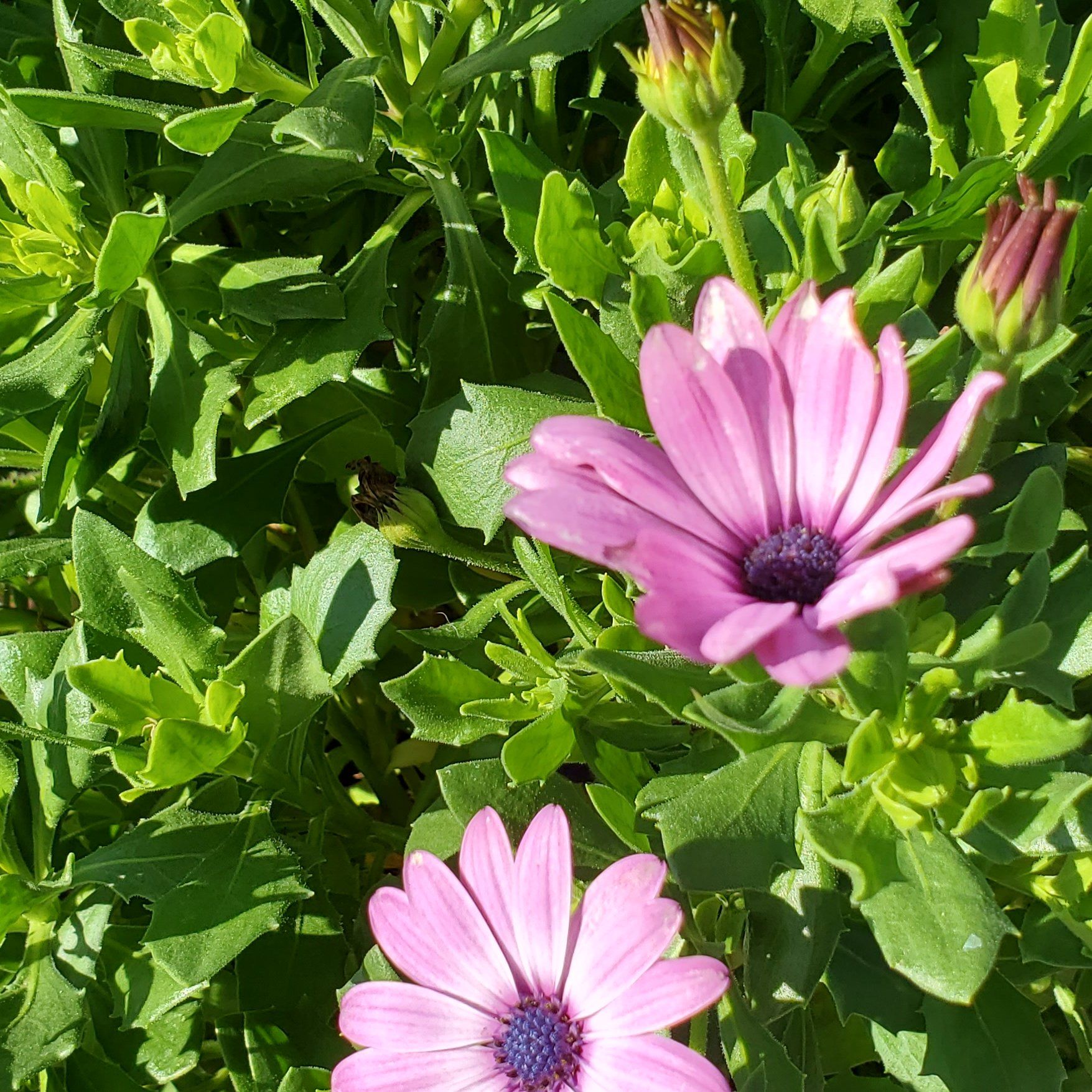 Weather Prophet plant with vibrant green leaves and pink flowers.