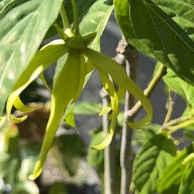 Photo of the plant species Ylang Ylang by @JoyousOxtongue named Hemingway on Greg, the plant care app
