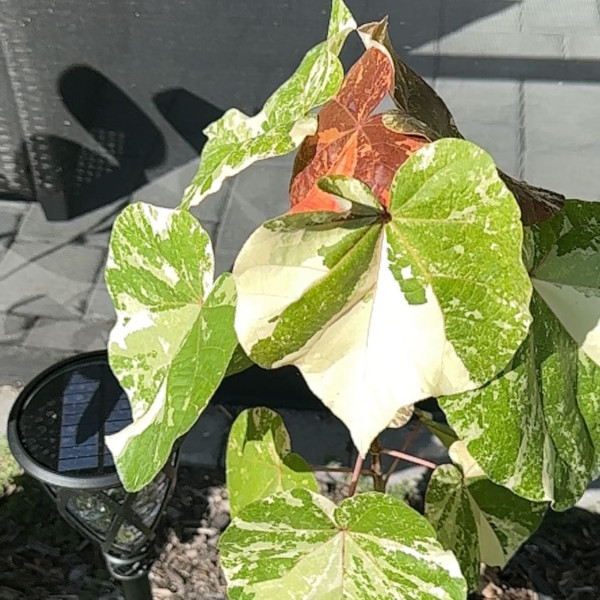 Photo of the plant species Hibiscus tiliaceus 'Tricolor' by @JoyousOxtongue named Spike Leaves on Greg, the plant care app