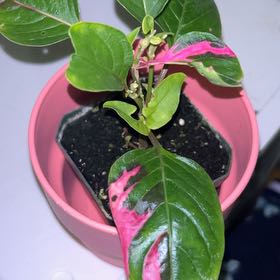 Photo of the plant species Willow-leaf amaranth by @Gardenmomma3 named Figyonce on Greg, the plant care app