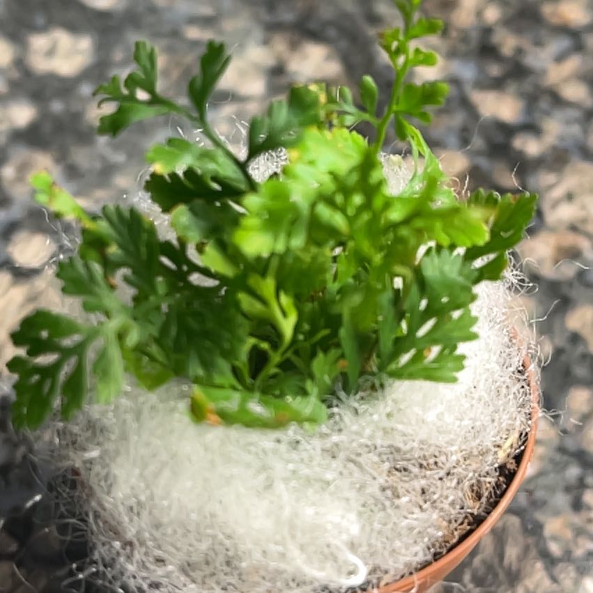 Photo of the plant species Jersey Fern by @CalmOcotillo named Captain Plant-it on Greg, the plant care app