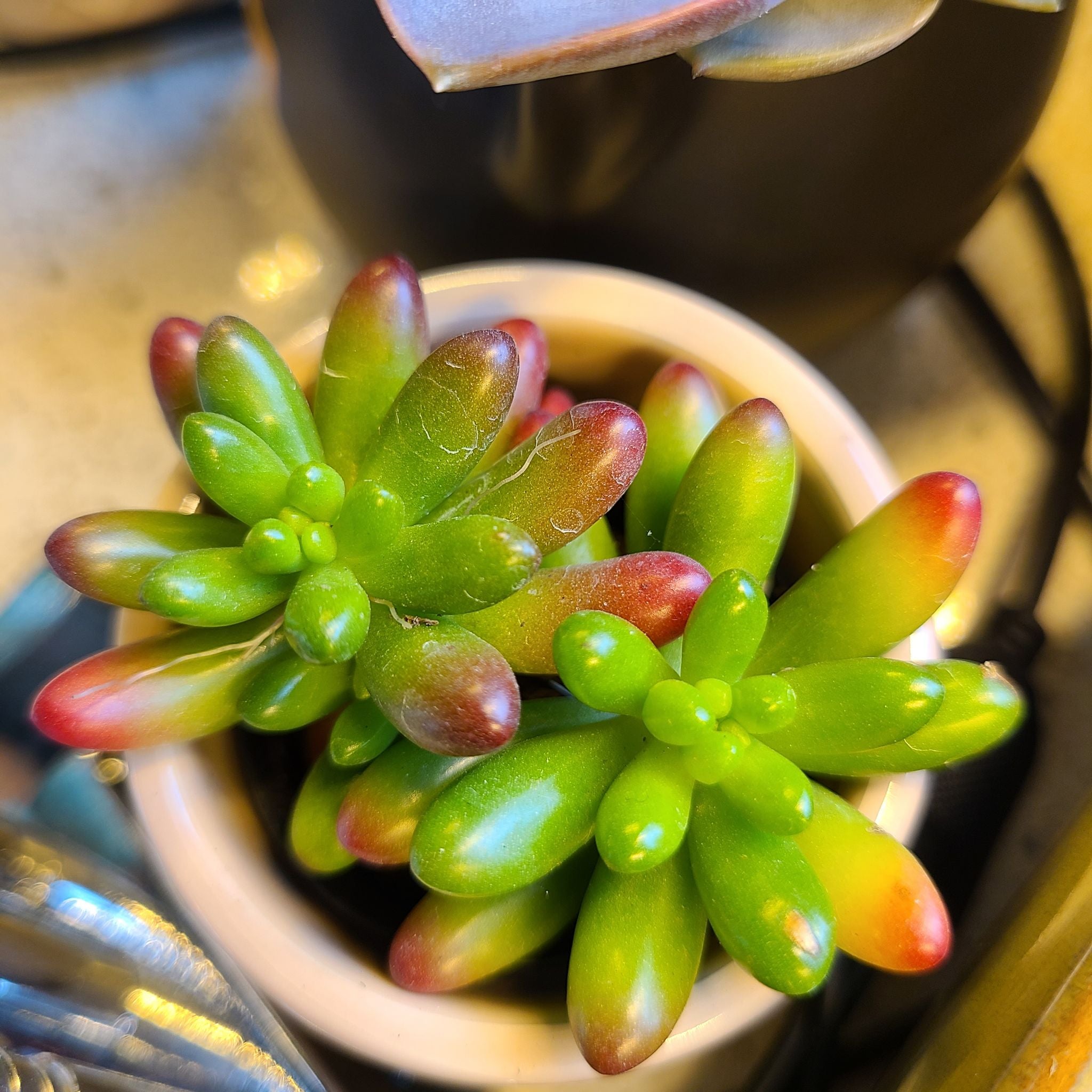 🍬 What Are The Bugs on My Jelly Bean Plant?