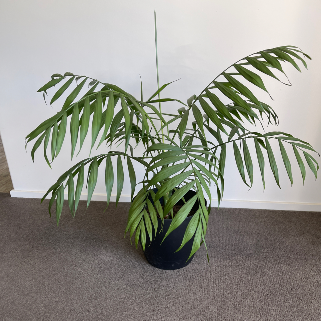 Parlour Palm uploaded to the Greg plant app by @Peperomia005