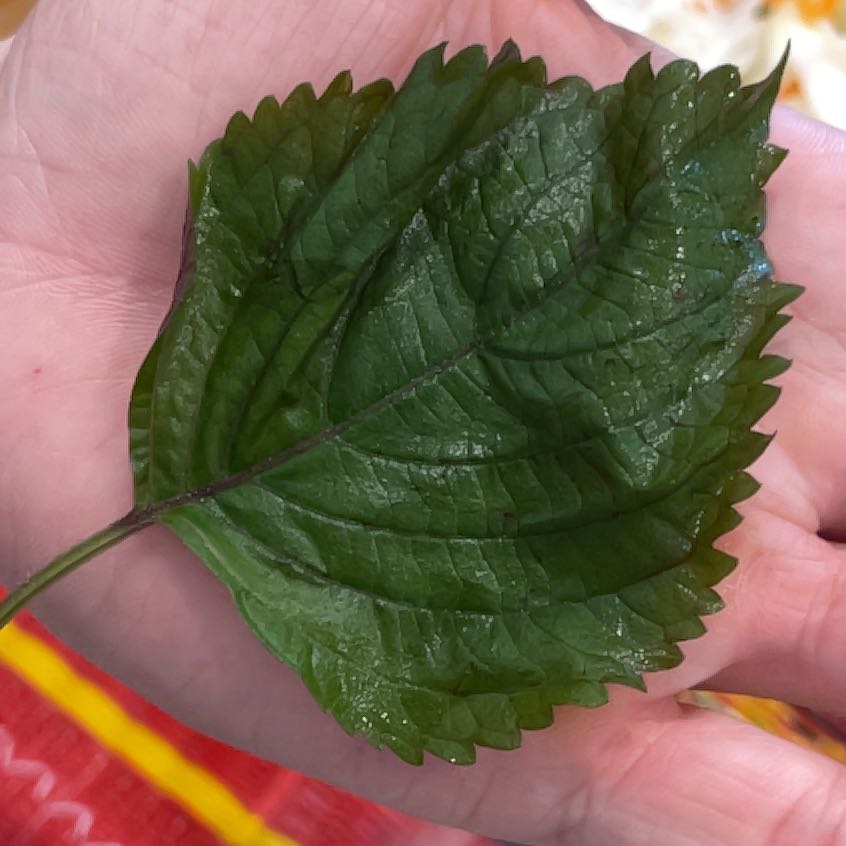 A healthy green leaf of a Beefsteak Plant held in a hand.