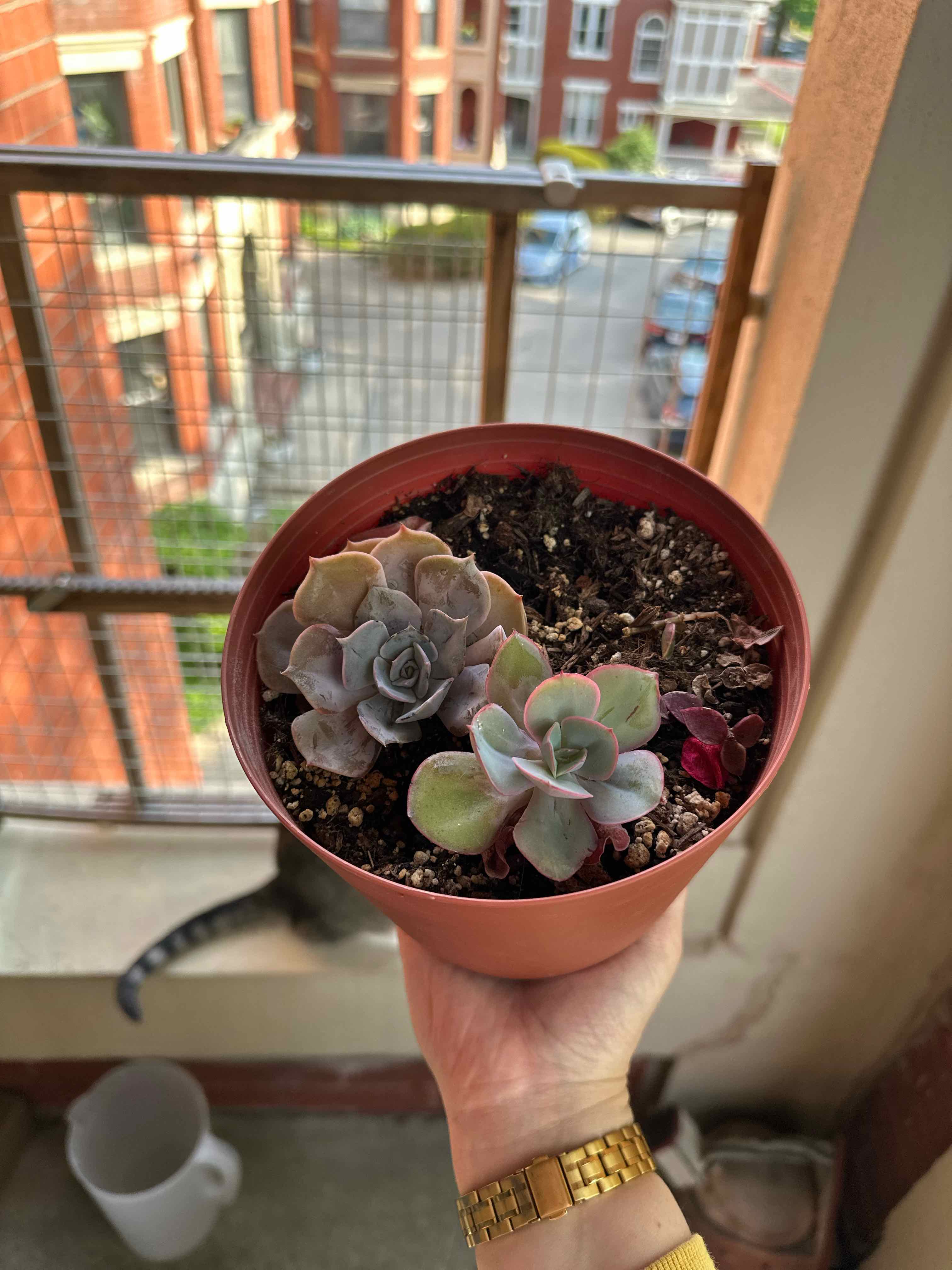 Potted Echeveria Gibbiflora plant held by a hand, with visible soil and some leaf discoloration.