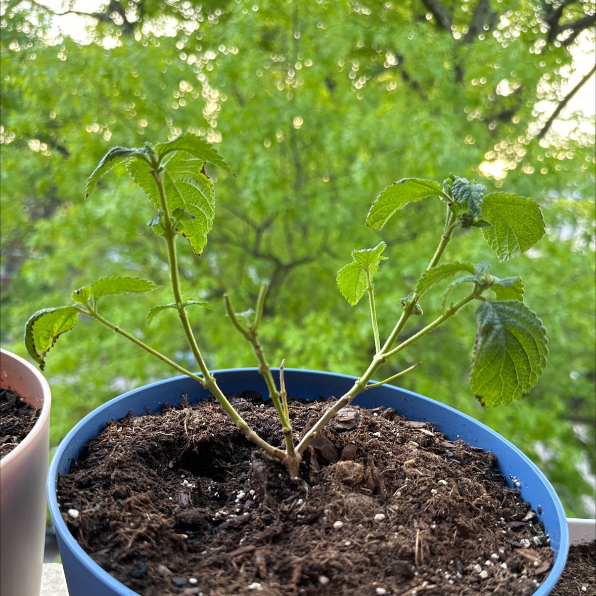 Best Potting Soil Mix for Lantana