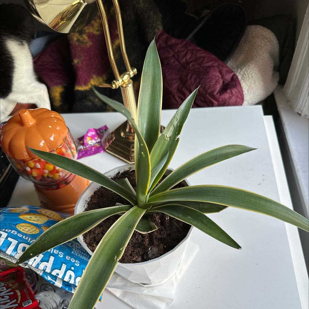 A healthy potted century plant with thick blue-green leaves. A hand holds one leaf to showcase the sharp spines and serrated edges.