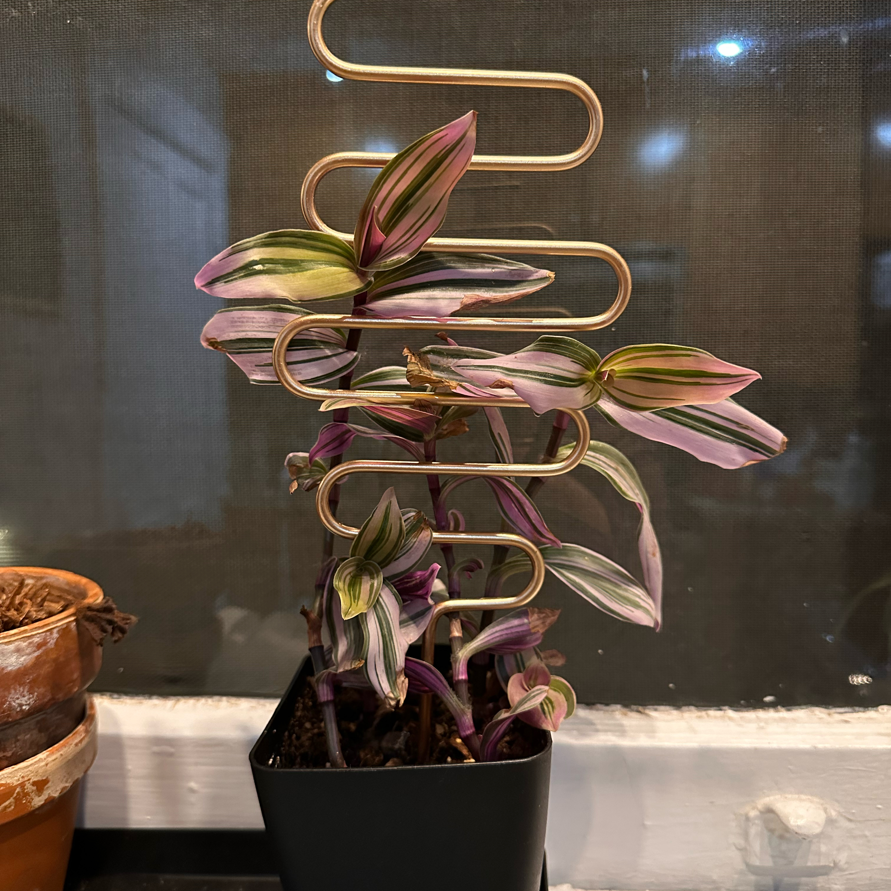 Healthy Tradescantia spathacea 'Tricolor' plant with vibrant green, white and purple striped leaves in a black plastic pot.