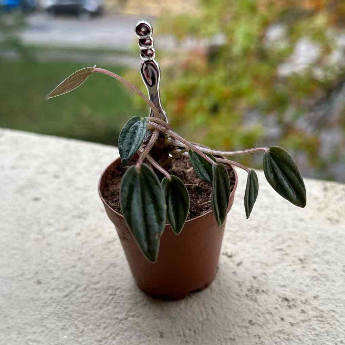 Peperomia 'Rosso' plant in a small pot with visible soil, healthy dark green leaves.