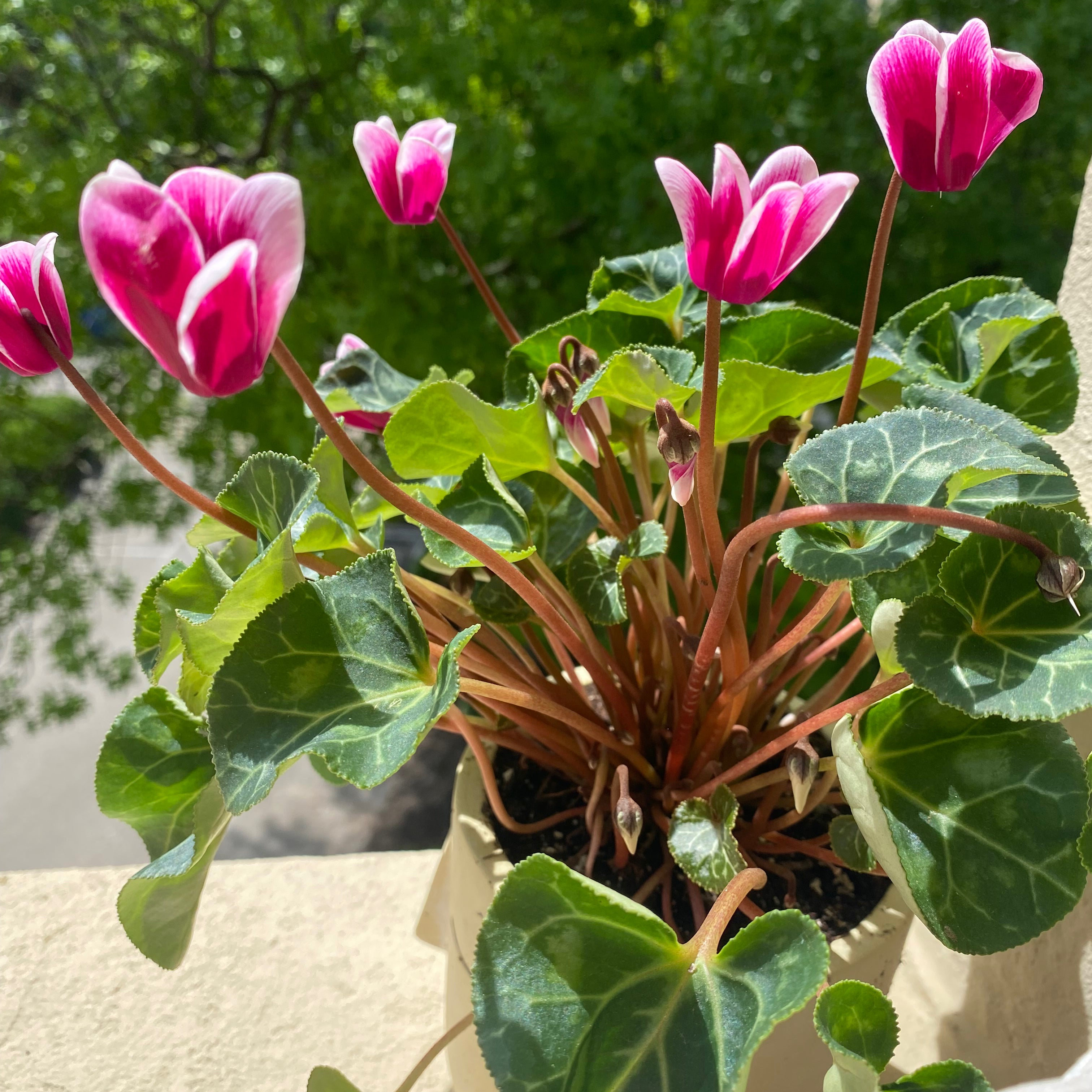 How Can You Tell If A Cyclamen Is Dying?