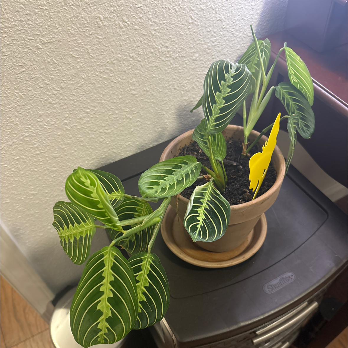 ChloroPhil