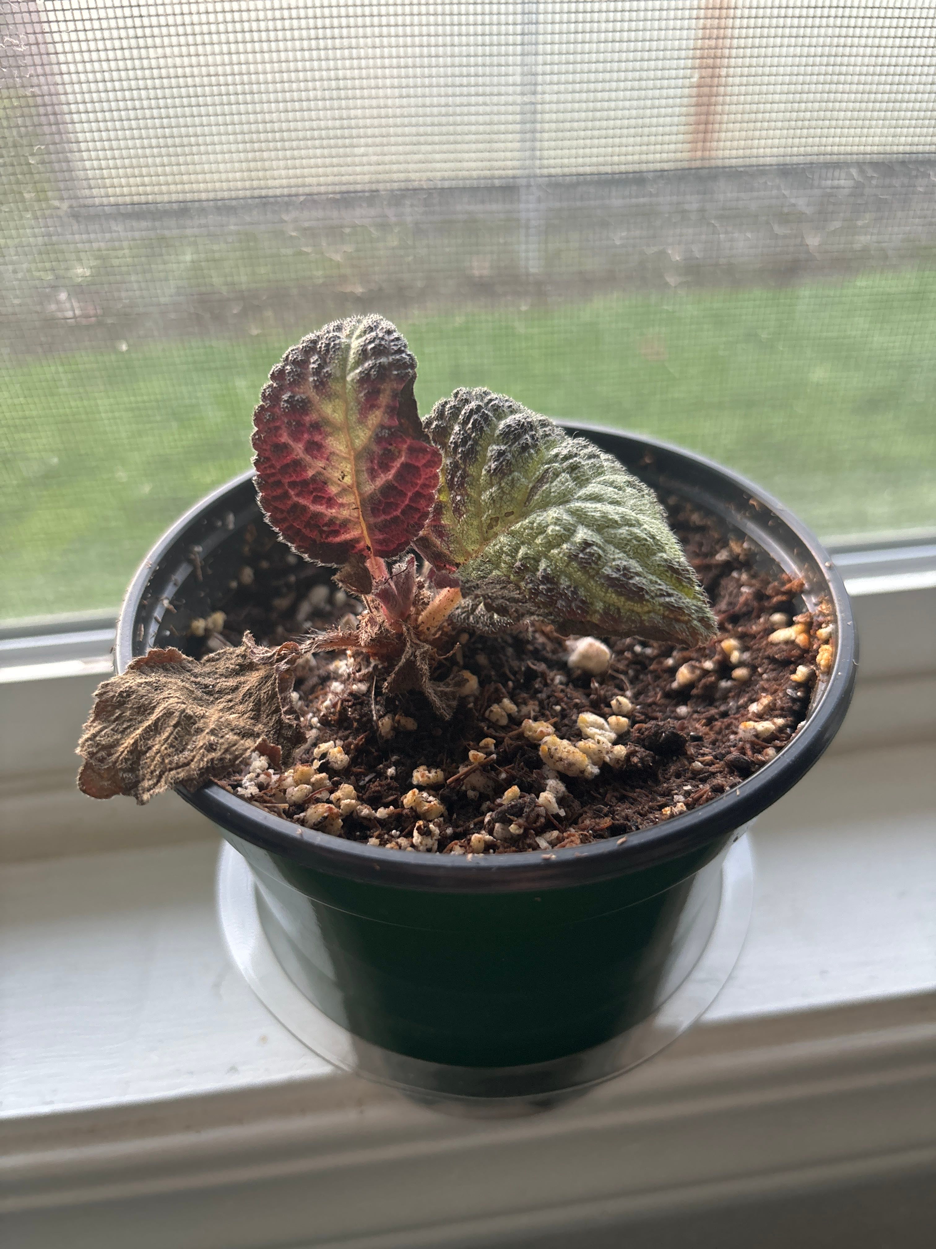 Episcia 'Pink Panther' Care 101: Water, Light & Growing Tips