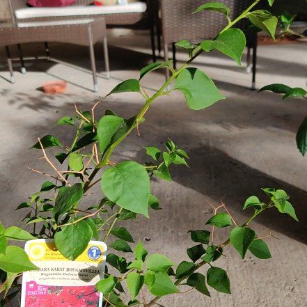 Photo of the plant species Barbara Karst Bougainvillea by @UnruffledPeony named Zeus on Greg, the plant care app