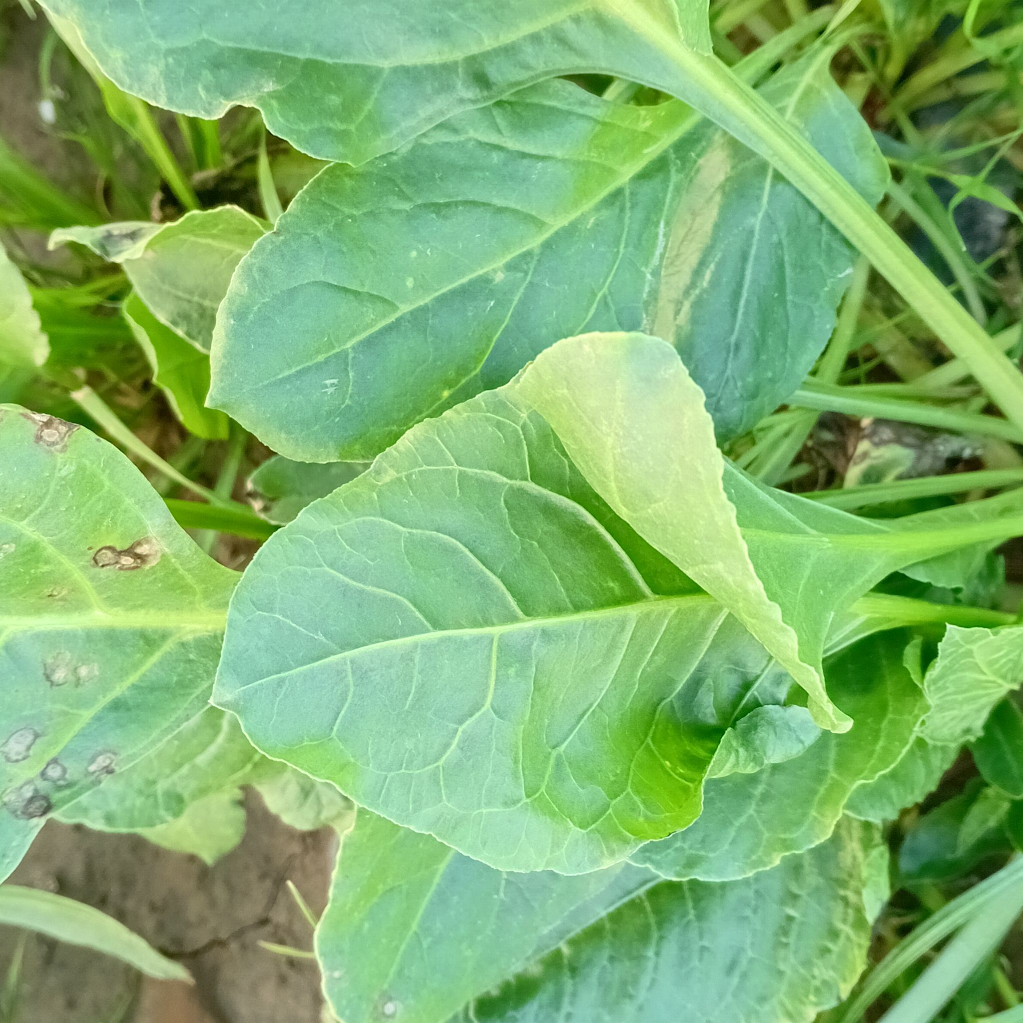 Photo of the plant species Little Tree Plant by @AnewCowshorn named Tupot amaroot on Greg, the plant care app