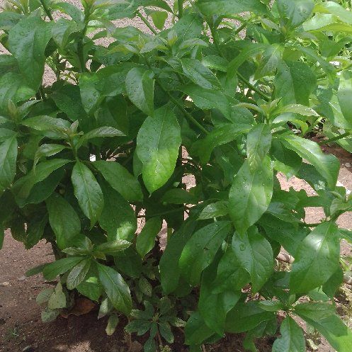 Photo of the plant species Mousehole Tree by @AnewCowshorn named Khaleesi on Greg, the plant care app
