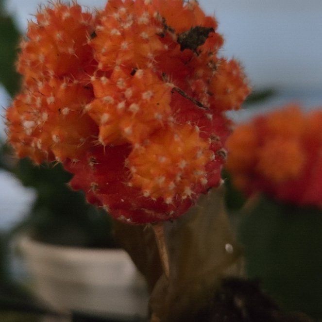 Photo of the plant species Strawberry-Tree by @StylishBibi named Leaf Erickson on Greg, the plant care app