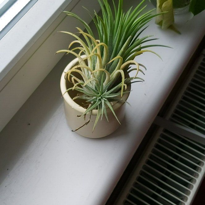 Photo of the plant species Tillandsia 'Druid' by @ZingyMakura named Druid the Yellow on Greg, the plant care app